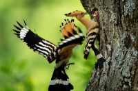 Dudek chocholaty - Upupa epops - Eurasian Hoopoe 1563